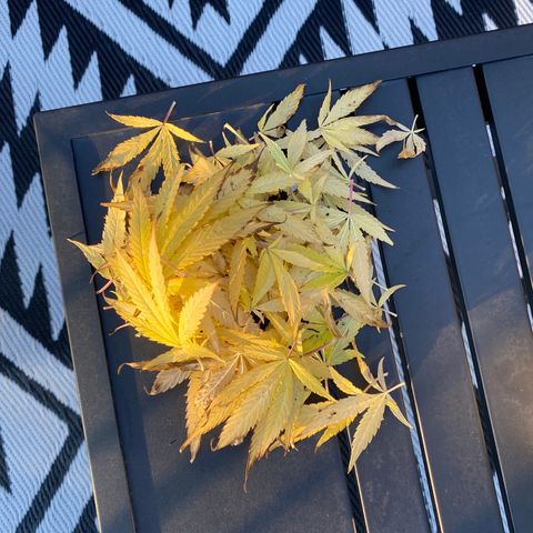 Vinnyz growlog photo: 1 jour apres super bloom
PH semble etre autour de 7,3
