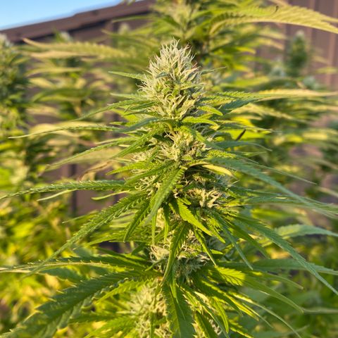 Vinnyz growlog photo: 1 jour apres super bloom
PH semble etre autour de 7,3
