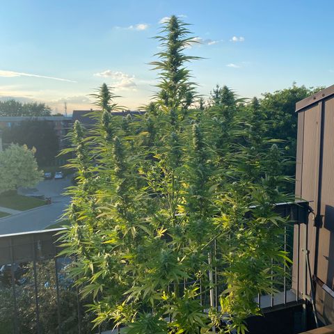 Vinnyz growlog photo: 1 jour apres super bloom
PH semble etre autour de 7,3
