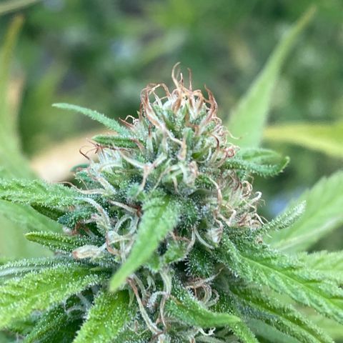 Vinnyz growlog timeline photo