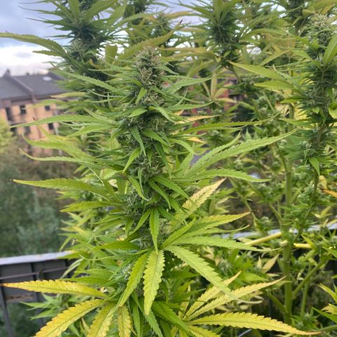 Vinnyz growlog timeline photo
