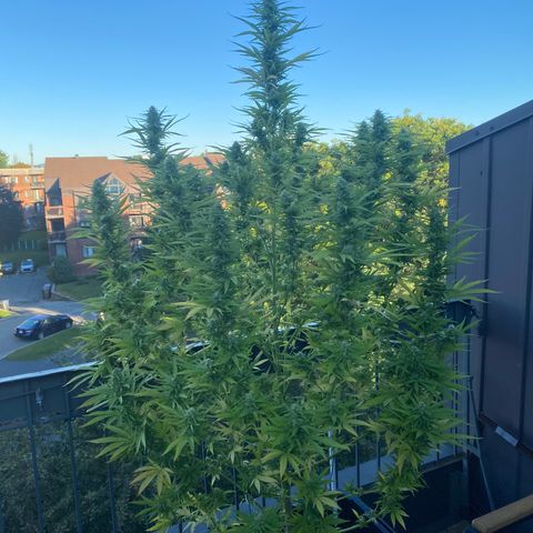 Vinnyz growlog timeline photo