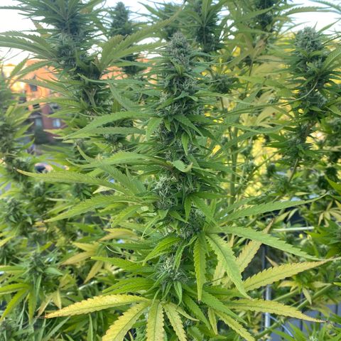 Vinnyz growlog timeline photo