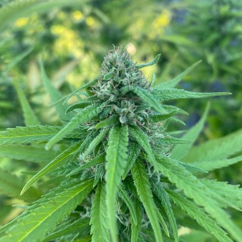 Vinnyz growlog timeline photo