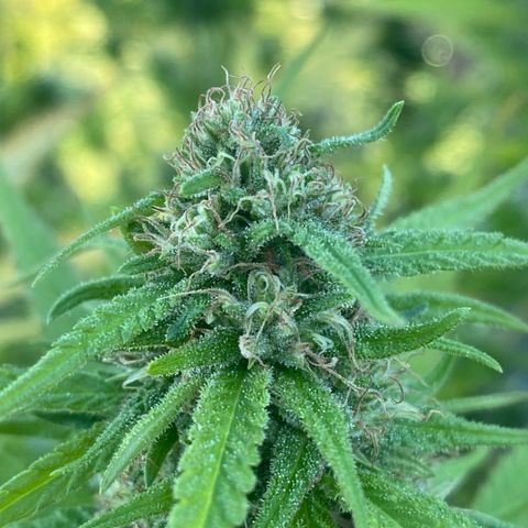 Vinnyz growlog timeline photo