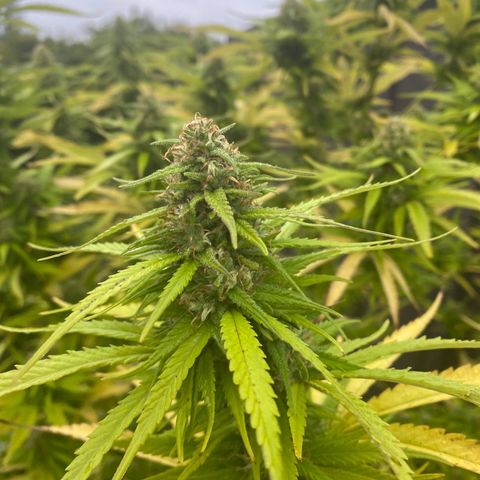 Vinnyz growlog photo: Smelly
Thic
Ca commence a se rapprocher de la
Fin