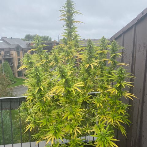 Vinnyz growlog photo: Smelly
Thic
Ca commence a se rapprocher de la
Fin