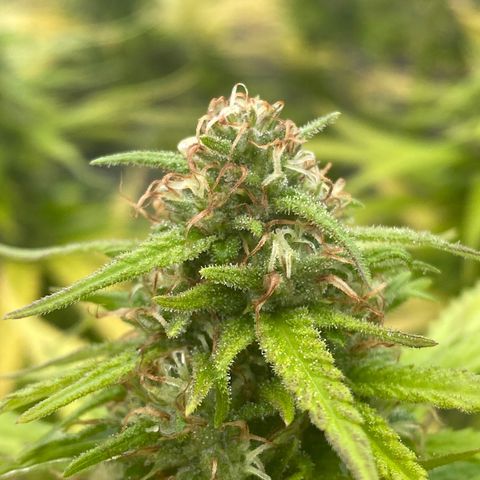 Vinnyz growlog photo: Smelly
Thic
Ca commence a se rapprocher de la
Fin