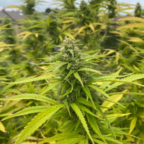 Vinnyz growlog timeline photo