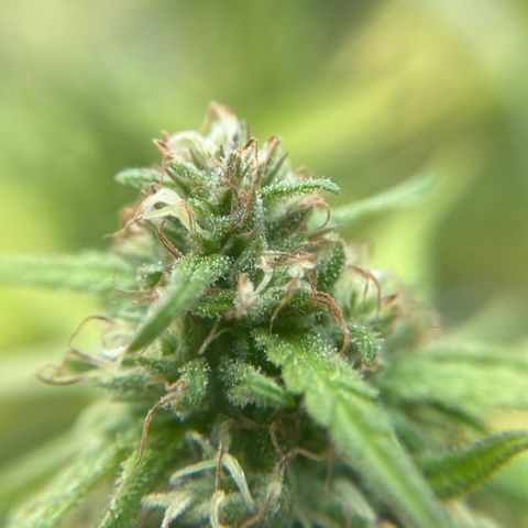 Vinnyz growlog timeline photo