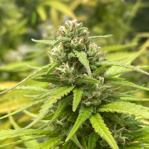 Vinnyz growlog timeline photo