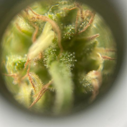 Vinnyz growlog timeline photo