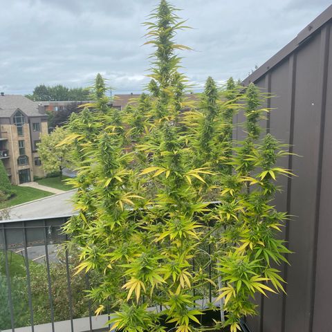 Vinnyz growlog timeline photo