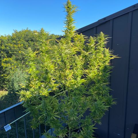 Vinnyz growlog timeline photo