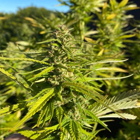 Vinnyz growlog timeline photo