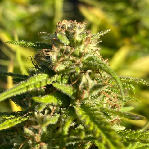 Vinnyz growlog timeline photo