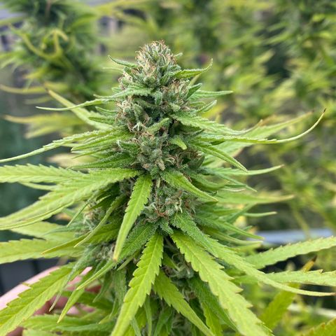 Vinnyz growlog timeline photo