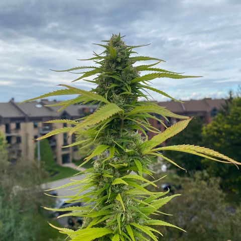 Vinnyz growlog timeline photo