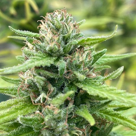 Vinnyz growlog timeline photo