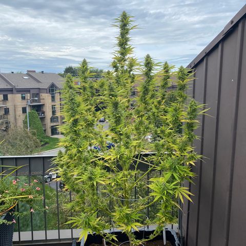 Vinnyz growlog timeline photo