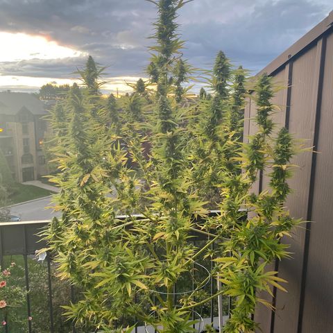 Vinnyz growlog timeline photo