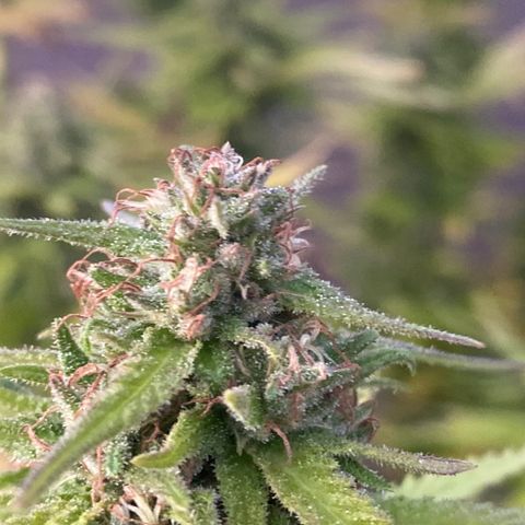 Vinnyz growlog timeline photo