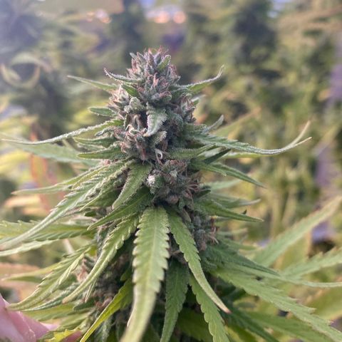 Vinnyz growlog timeline photo