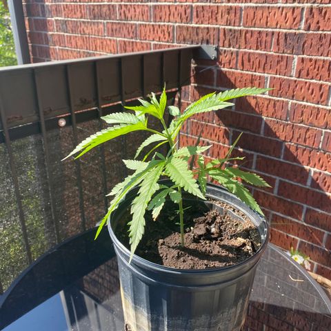 V3 growlog photo: Belle croissance. En santé. Semble avoir overcome les problèmes de PH initiaux