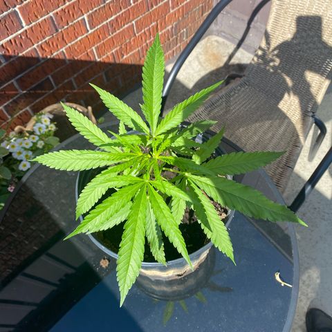 V3 growlog photo: Belle croissance. En santé. Semble avoir overcome les problèmes de PH initiaux