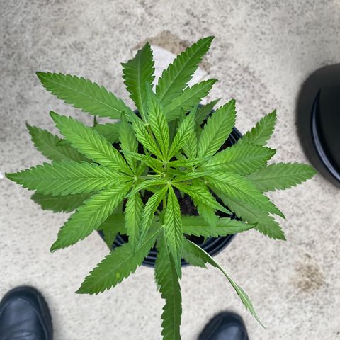 V3 growlog timeline photo