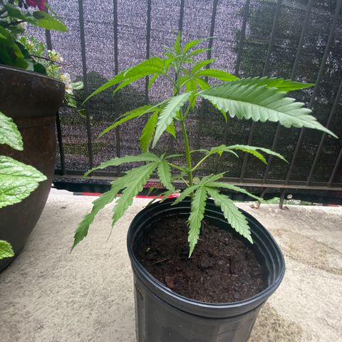 V3 growlog timeline photo