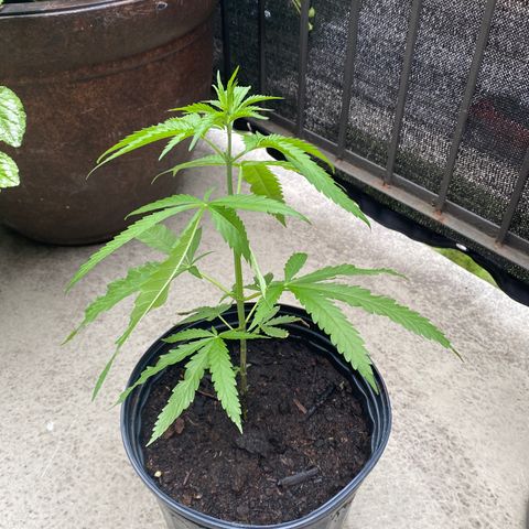 V3 growlog photo: Croissance rapide