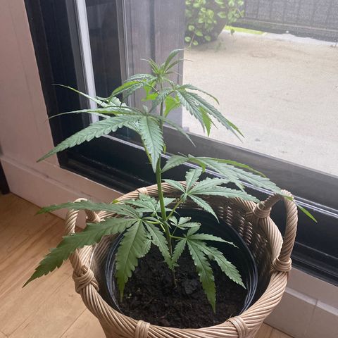 V3 growlog photo: 13 pouces
Belle couleur
Semble en santé 
