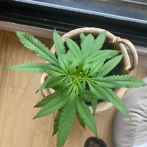 V3 growlog photo: 13 pouces
Belle couleur
Semble en santé 