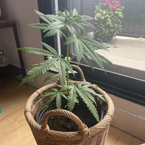 V3 growlog photo: Belle croissance
