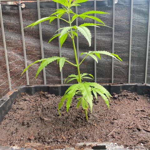 V3 growlog photo: Après empotage final
