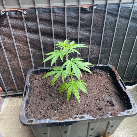 V3 growlog photo: Après empotage final