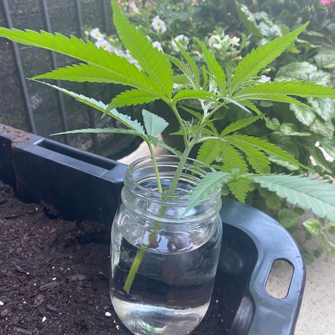 V3 growlog photo: Topping
