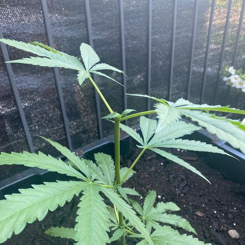 V3 growlog photo: Topping
