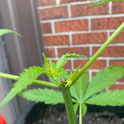 V3 growlog photo: Debut des 2 main branch
