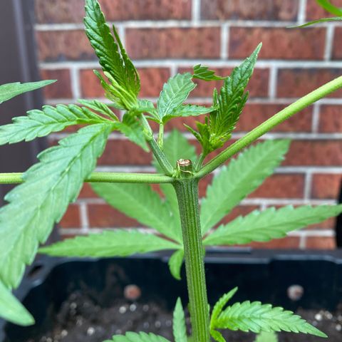 V3 growlog photo: Le topping à l’air de bien aller! 
Plant en santé