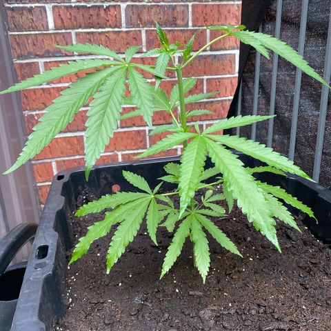 V3 growlog timeline photo