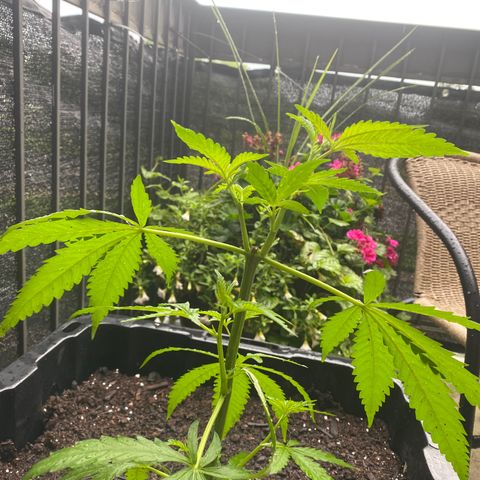 V3 growlog timeline photo