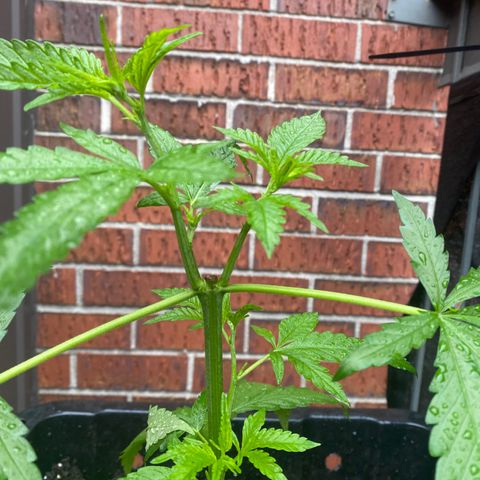 V3 growlog timeline photo