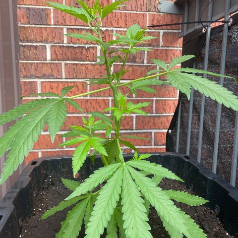 V3 growlog photo: Reprise en force
