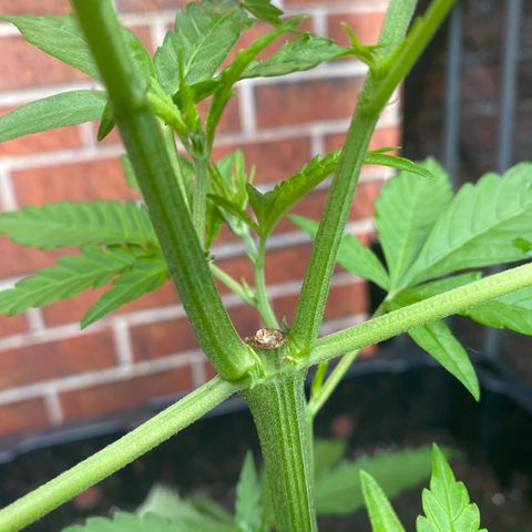 V3 growlog photo: Reprise en force