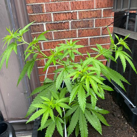 V3 growlog timeline photo