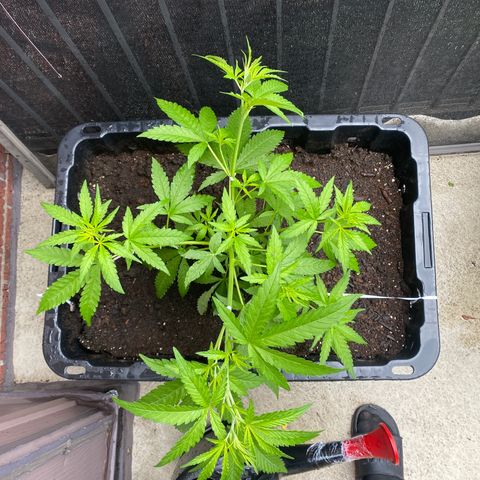 V3 growlog timeline photo