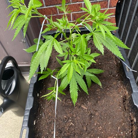 V3 growlog timeline photo