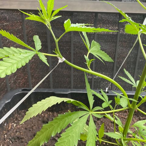 V3 growlog timeline photo